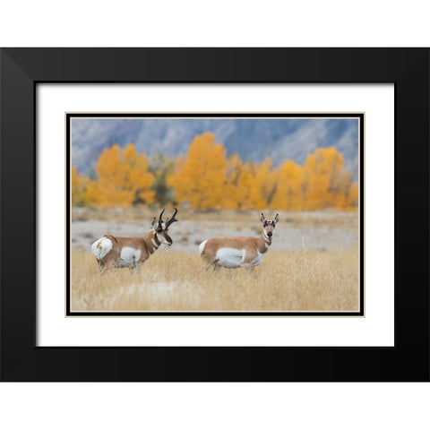 Pronghorn pair Black Modern Wood Framed Art Print with Double Matting by Archer, Ken