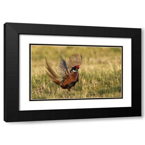 Ring-necked pheasant-courtship display Black Modern Wood Framed Art Print with Double Matting by Archer, Ken