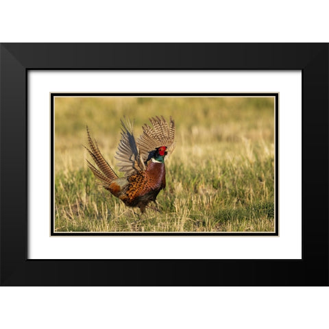 Ring-necked pheasant-courtship display Black Modern Wood Framed Art Print with Double Matting by Archer, Ken