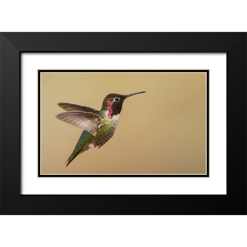 Male annas hummingbird Black Modern Wood Framed Art Print with Double Matting by Archer, Ken