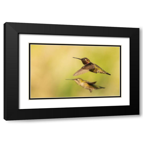 Annas hummingbird pair Black Modern Wood Framed Art Print with Double Matting by Archer, Ken