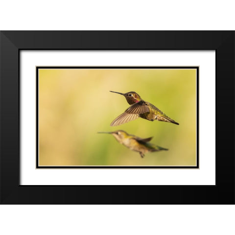 Annas hummingbird pair Black Modern Wood Framed Art Print with Double Matting by Archer, Ken
