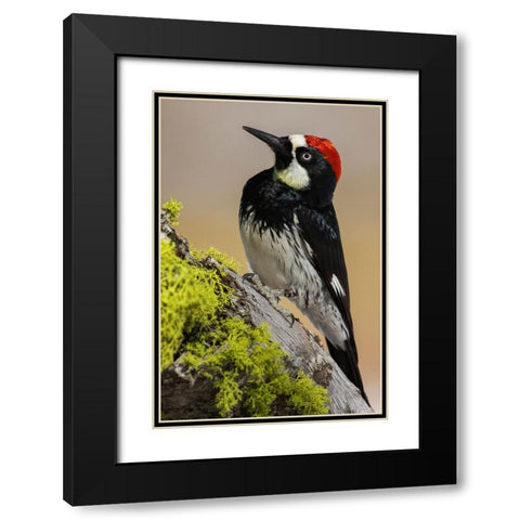 Acorn woodpecker Black Modern Wood Framed Art Print with Double Matting by Archer, Ken