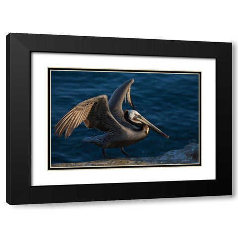 Brown pelican Black Modern Wood Framed Art Print with Double Matting by Archer, Ken