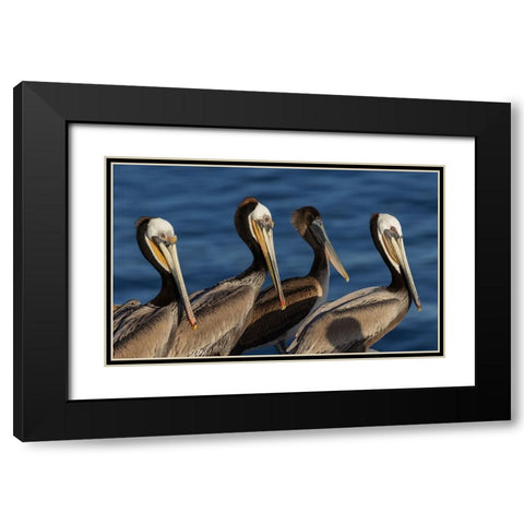 Brown pelican Black Modern Wood Framed Art Print with Double Matting by Archer, Ken