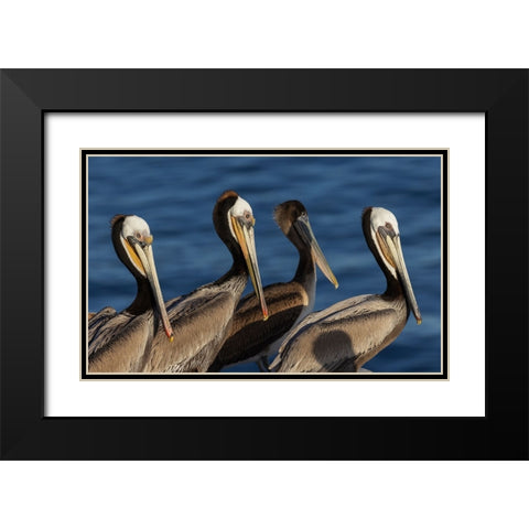 Brown pelican Black Modern Wood Framed Art Print with Double Matting by Archer, Ken