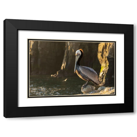 Brown pelican at first light Black Modern Wood Framed Art Print with Double Matting by Archer, Ken