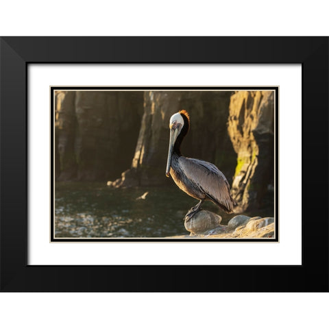 Brown pelican at first light Black Modern Wood Framed Art Print with Double Matting by Archer, Ken