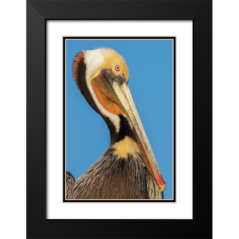 Brown pelican Black Modern Wood Framed Art Print with Double Matting by Archer, Ken