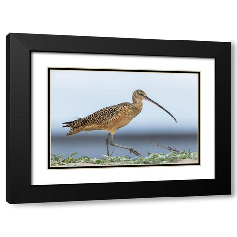 Long-billed curlews at the beach Black Modern Wood Framed Art Print with Double Matting by Archer, Ken