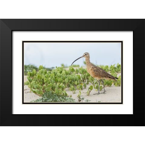 Long-billed curlew at the beach Black Modern Wood Framed Art Print with Double Matting by Archer, Ken