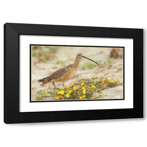 Long-billed curlew at the beach Black Modern Wood Framed Art Print with Double Matting by Archer, Ken