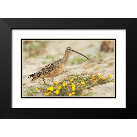 Long-billed curlew at the beach Black Modern Wood Framed Art Print with Double Matting by Archer, Ken