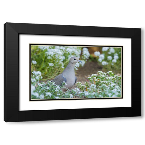 Mourning dove Black Modern Wood Framed Art Print with Double Matting by Archer, Ken