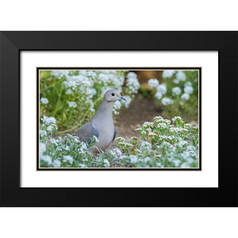 Mourning dove Black Modern Wood Framed Art Print with Double Matting by Archer, Ken
