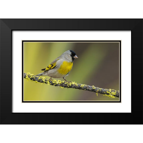 Lawrences goldfinch Black Modern Wood Framed Art Print with Double Matting by Archer, Ken