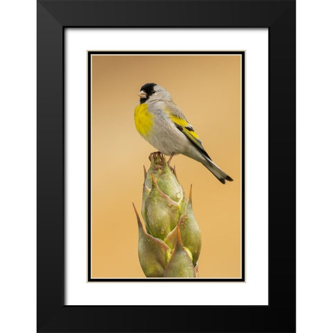 Lawrences goldfinch Black Modern Wood Framed Art Print with Double Matting by Archer, Ken