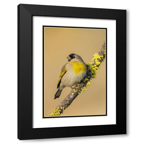 Lawrences goldfinch Black Modern Wood Framed Art Print with Double Matting by Archer, Ken