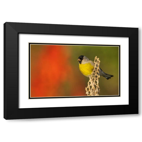 Lawrences goldfinch Black Modern Wood Framed Art Print with Double Matting by Archer, Ken