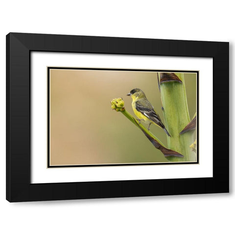 Lesser goldfinch Black Modern Wood Framed Art Print with Double Matting by Archer, Ken