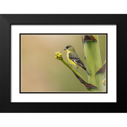 Lesser goldfinch Black Modern Wood Framed Art Print with Double Matting by Archer, Ken