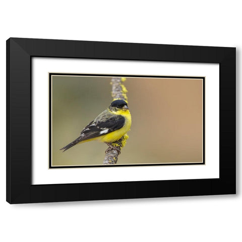Lesser goldfinch Black Modern Wood Framed Art Print with Double Matting by Archer, Ken