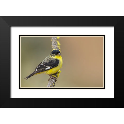 Lesser goldfinch Black Modern Wood Framed Art Print with Double Matting by Archer, Ken