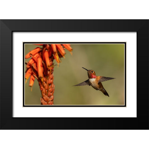 Rufous hummingbird-cholla blooms Black Modern Wood Framed Art Print with Double Matting by Archer, Ken