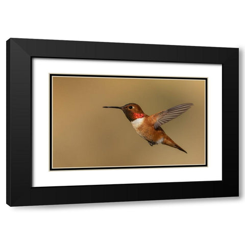 Male Rufous hummingbird Black Modern Wood Framed Art Print with Double Matting by Archer, Ken