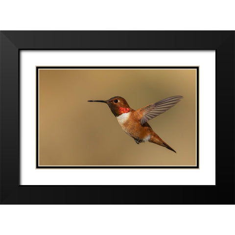 Male Rufous hummingbird Black Modern Wood Framed Art Print with Double Matting by Archer, Ken