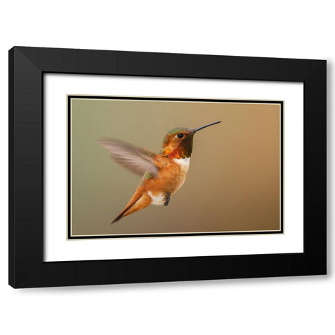 Male Rufous hummingbird Black Modern Wood Framed Art Print with Double Matting by Archer, Ken