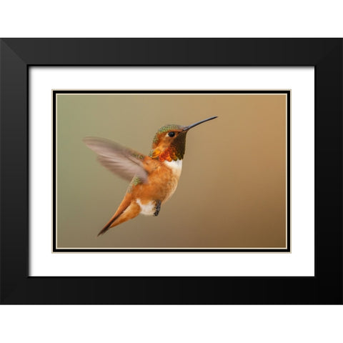 Male Rufous hummingbird Black Modern Wood Framed Art Print with Double Matting by Archer, Ken