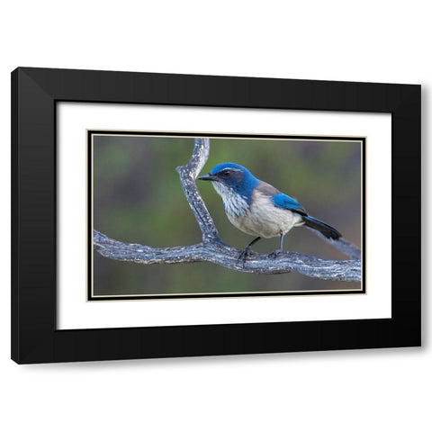 California scrub jay Black Modern Wood Framed Art Print with Double Matting by Archer, Ken