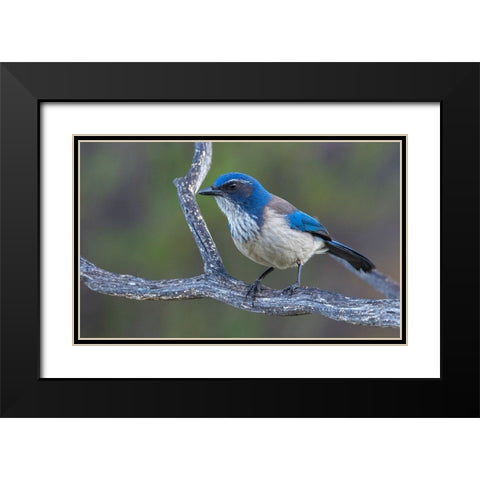 California scrub jay Black Modern Wood Framed Art Print with Double Matting by Archer, Ken