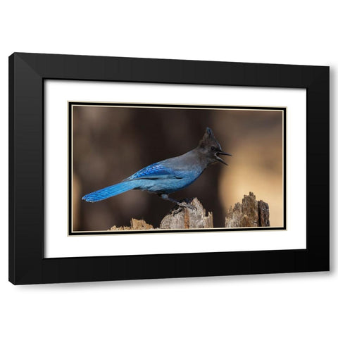 Stellers jay Black Modern Wood Framed Art Print with Double Matting by Archer, Ken