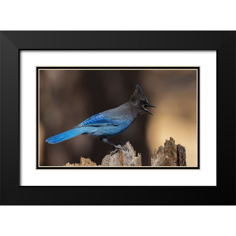 Stellers jay Black Modern Wood Framed Art Print with Double Matting by Archer, Ken