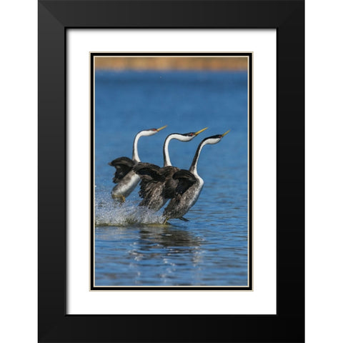 Western grebes rushing Black Modern Wood Framed Art Print with Double Matting by Archer, Ken