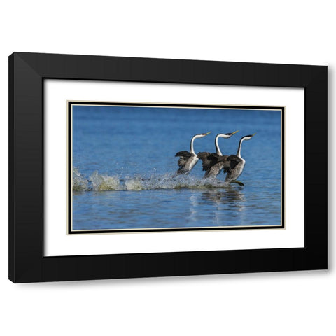 Western grebes rushing display Black Modern Wood Framed Art Print with Double Matting by Archer, Ken
