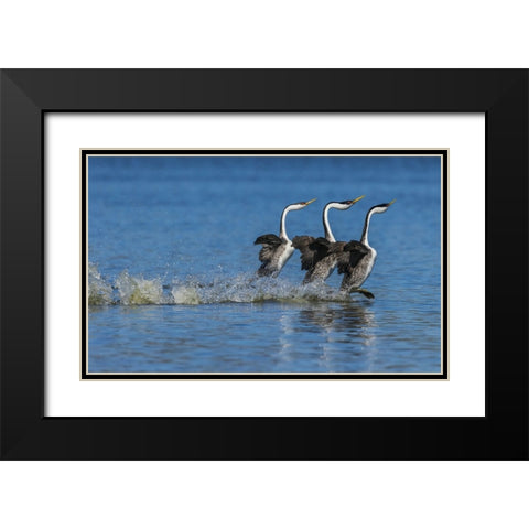 Western grebes rushing display Black Modern Wood Framed Art Print with Double Matting by Archer, Ken