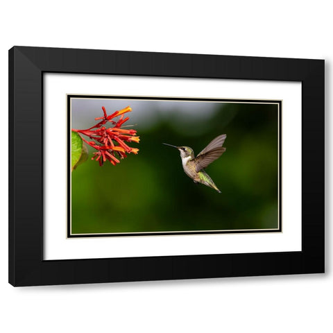 Black-chinned Hummingbird-Archilochus alexandri-feeding Black Modern Wood Framed Art Print with Double Matting by Ditto, Larry