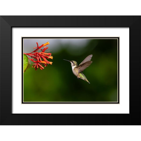Black-chinned Hummingbird-Archilochus alexandri-feeding Black Modern Wood Framed Art Print with Double Matting by Ditto, Larry