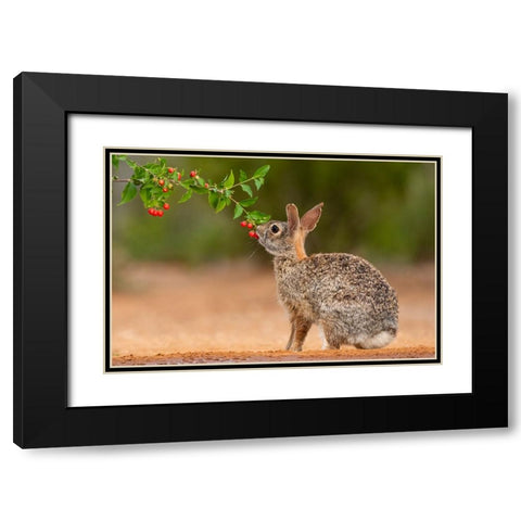 Eastern Cottontail-Sylvilagus floridanus-feeding Black Modern Wood Framed Art Print with Double Matting by Ditto, Larry