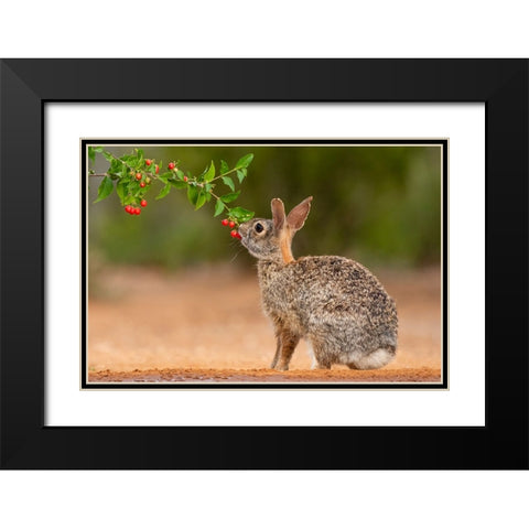 Eastern Cottontail-Sylvilagus floridanus-feeding Black Modern Wood Framed Art Print with Double Matting by Ditto, Larry