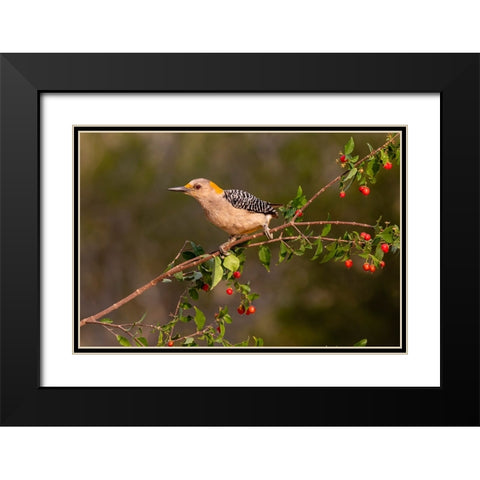 Golden-fronted Woodpecker-Melanerpes aurifrons-perched Black Modern Wood Framed Art Print with Double Matting by Ditto, Larry