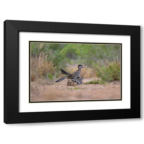 Greater Roadrunner-Geococcyx californianus-copulating Black Modern Wood Framed Art Print with Double Matting by Ditto, Larry
