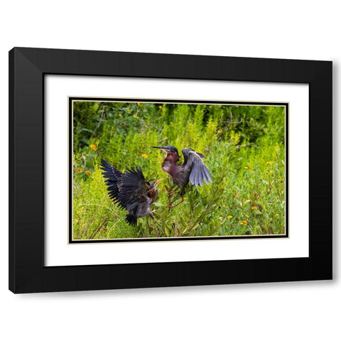 Green Heron-Butorides virescens-feeding time Black Modern Wood Framed Art Print with Double Matting by Ditto, Larry