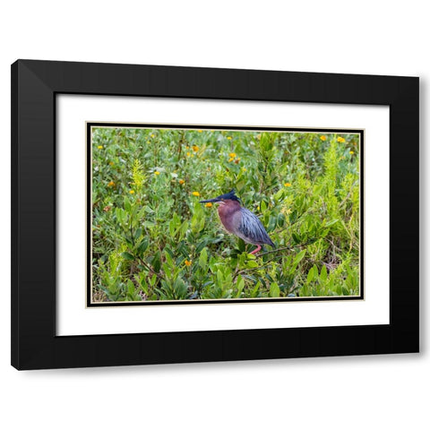 Green Heron-Butorides virescens-standing in shrubs Black Modern Wood Framed Art Print with Double Matting by Ditto, Larry