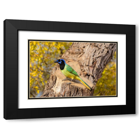 Green Jay-Cyanocorax yncas-perched Black Modern Wood Framed Art Print with Double Matting by Ditto, Larry