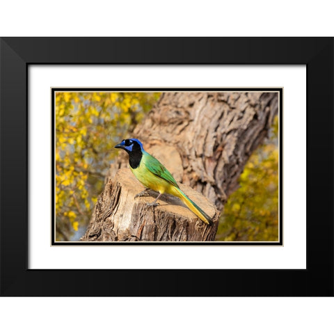 Green Jay-Cyanocorax yncas-perched Black Modern Wood Framed Art Print with Double Matting by Ditto, Larry