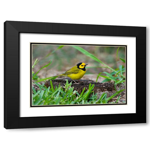 Hooded Warbler-Wilsonia citrina-perched Black Modern Wood Framed Art Print with Double Matting by Ditto, Larry